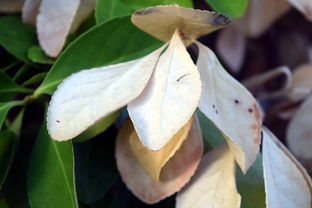 米兰体育app官方下载-法甲防守阵型转换与对手控球比变化的动态关系研究，法国足球防守型中场